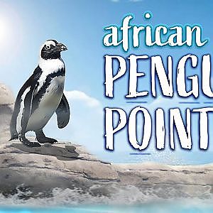 The New! African Penguin Point | Zoo Tours