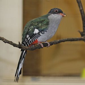Cuban Trogon (Priotelus temnurus), October 2020