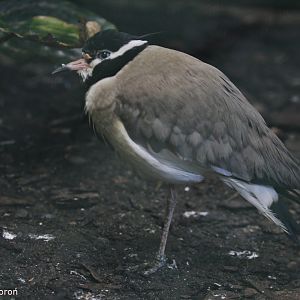 Black-headed Lapwing (Vanellus tectus), October 2020