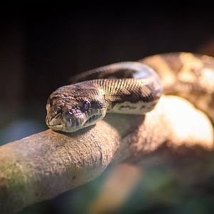Coastal Carpet Python (Morelia spilota mcdowelli)