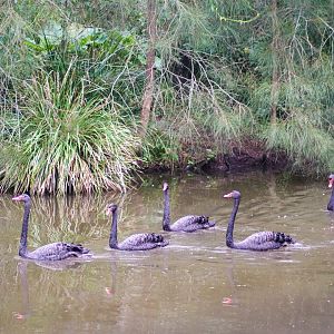 Black Swans (Cygnus atratus)