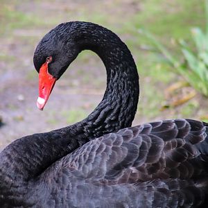 Black Swan (Cygnus atratus)
