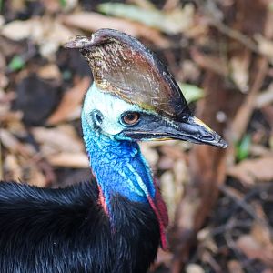 Southern Cassowary (Casuarius casuarius johnsonii)