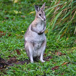 Bridled Nailtail Wallaby (Onychogalea fraenata)