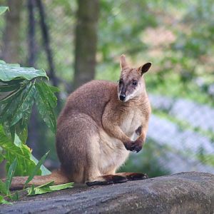 Proserpine Rock Wallaby (Petrogale persephone)