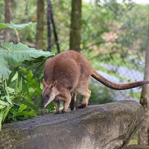 Proserpine Rock Wallaby (Petrogale persephone)