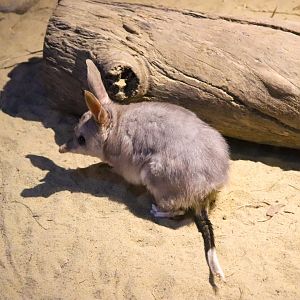 Bilby (Macrotis lagotis)
