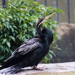 Australasian Darter (Anhinga novaehollandiae)