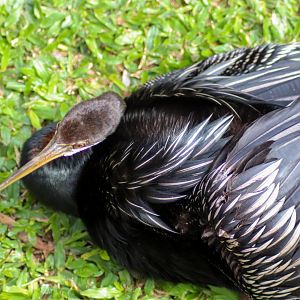 Australasian Darter (Anhinga novaehollandiae)