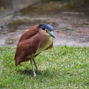 Wild Nankeen Night Heron (Nycticorax caledonicus)