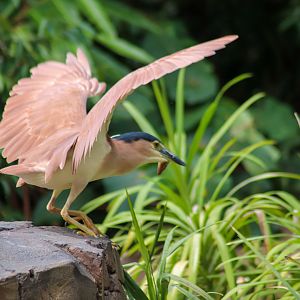 Wild Nankeen Night Heron (Nycticorax caledonicus)