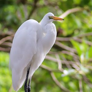 Wild Great Egret (Ardea alba)