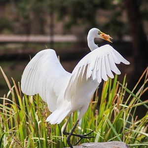 Wild Great Egret (Ardea alba)