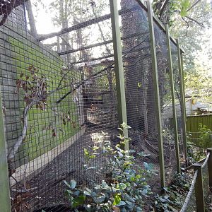 Northern white-faced owl aviary 021120