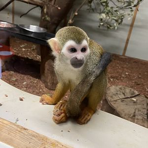 Common squirrel monkey 021120