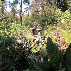 Matschie’s Tree Kangaroo exhibit