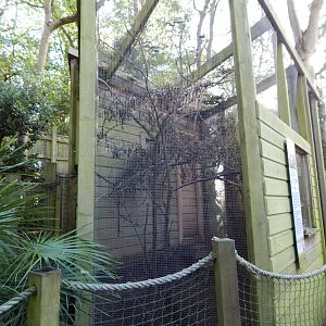 Black-cheeked lovebird aviary 021120