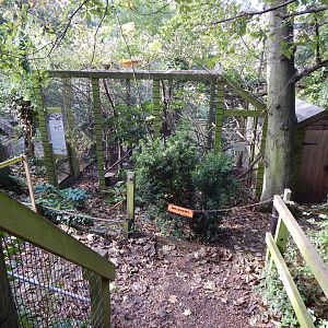 Pied tamarin enclosure 021120