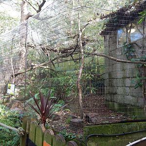 Green acouchi enclosure 021120