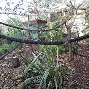 Black and white ruffed lemur enclosure 021120