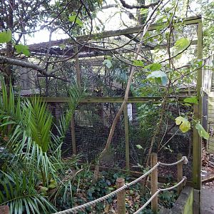 Asian black bulbul aviary 021120