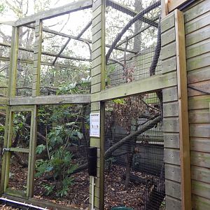 Owston's palm civet enclosure 021120