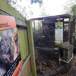 Blue-throated conure aviary 021120