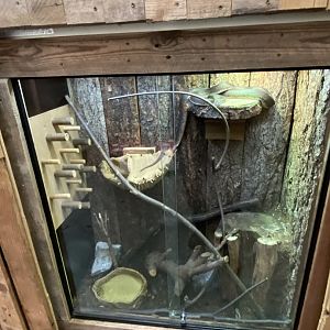 Savu python vivaria 021120