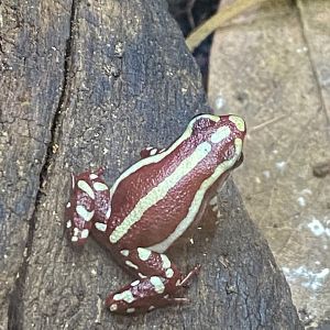 Anthonys poison arrow frog 021120