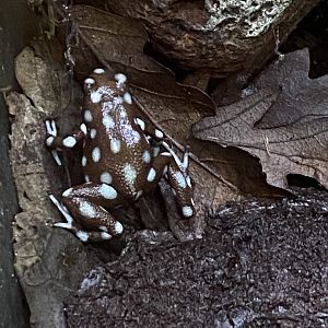 Maranon poison frog 021120