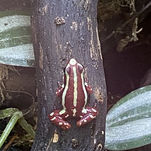 Anthonys poison arrow frog 021120