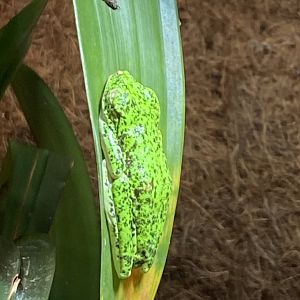 Lemur leaf frog 021120