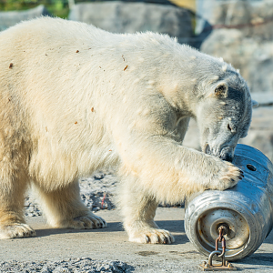 Juno the female Polar Bear