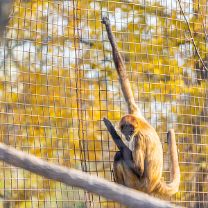Black-handed Spider Monkey