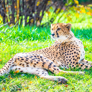 Emarah the female Cheetah