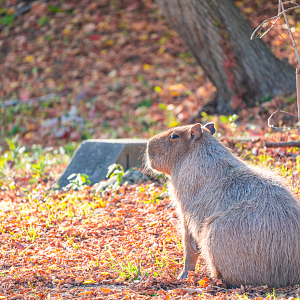Diego the male Capybara