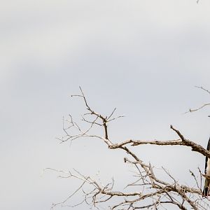 Ground Cuckooshrike - Coracina maxima