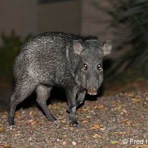 javelina in front of my stairwell