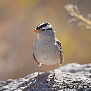 white crowned sparrow
