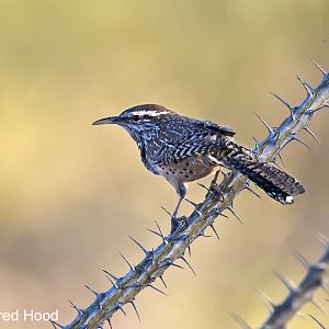 cactus wren