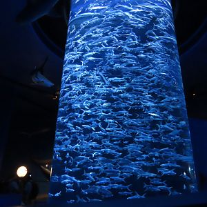 Cylinder aquarium for milkfish