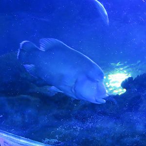 Humphead wrasse