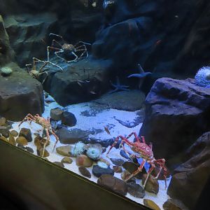 Japanese spider crab