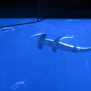 Scalloped hammerhead