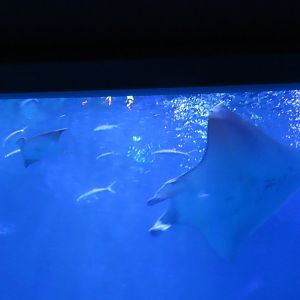 Manta ray