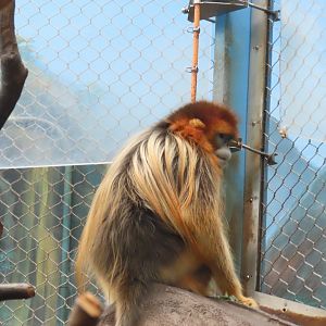 Golden snub-nosed monkey