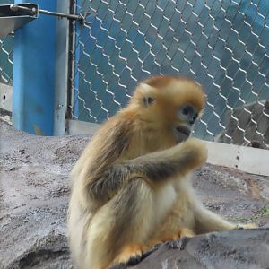 Golden snub-nosed monkey