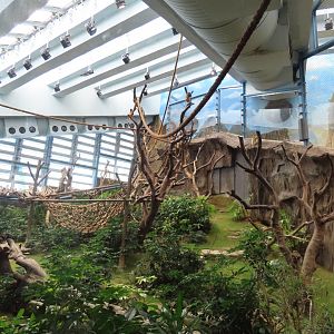 Golden snub-nosed monkey exhibit