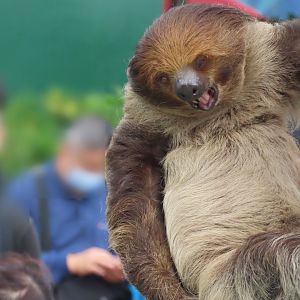 Two toed sloth