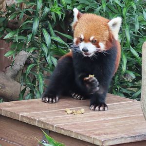 Red panda